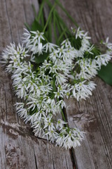Bärlauch-Blüten, gesunde Wildkräuter