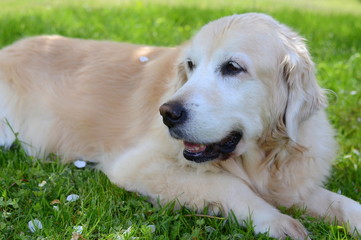 portrait of beautiful golden retriever