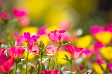 Obraz na płótnie Canvas Small flower garden in beautiful bright colors.
