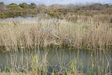 Grass and Reeds in National Park of Camargue, Provence