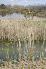Grass and Reeds in National Park of Camargue, Provence