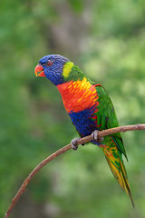 Rainbow lorikeet (Trichoglossus moluccanus)