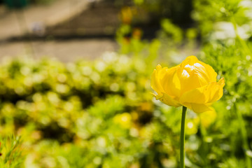 Trollius europaeus (globeflower).
