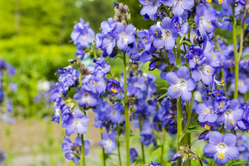 Polemonium caeruleum L..
