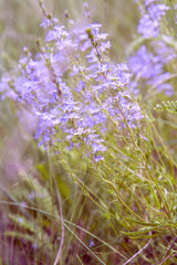 Nature spring summer flowers field sunny background