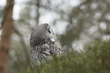 Great Grey Owl