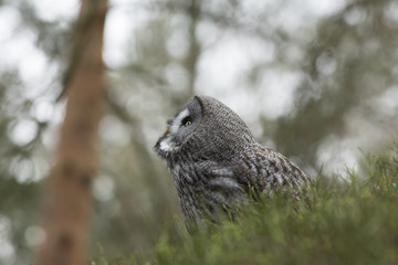 Great Grey Owl