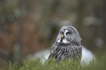 Great Grey Owl