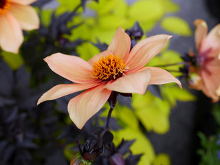 Fototapeta premium Dancing Dahlia-Mystic Spirit-Sprintime in the Garden