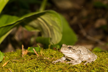 Gray Treefrog