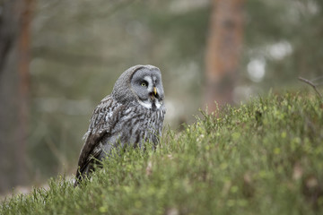Great Grey Owl