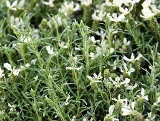 plants of tarragon herb blossoming