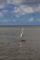 quiet white heron on water