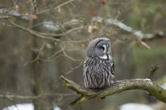 Great Grey Owl