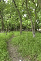 Road in the forest. Green grass. Hdr