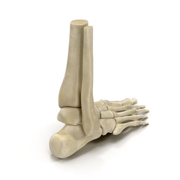 Human Skeleton Foot on White 3D Illustration