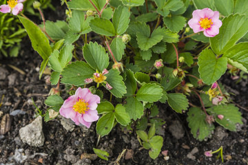 Fragaria x ananassa.