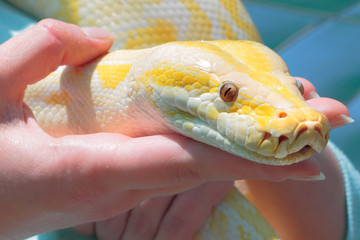 Fototapeta premium Big python snake in woman hands