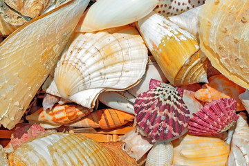 Sea shells background