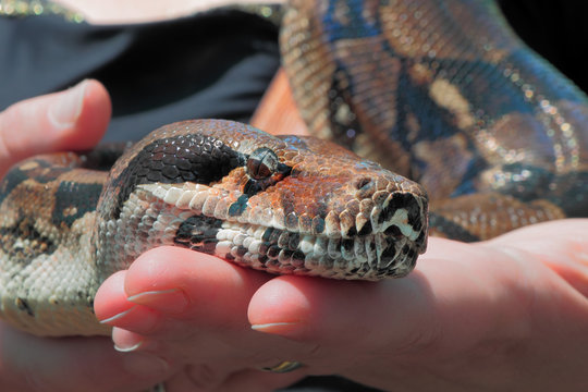 Big boa snake in woman hands