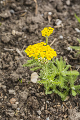 Achillea tomentosa L..