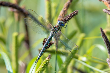 Früher Schilfjäger (Brachytron pratense) Männchen auf einer Wasserpflanze