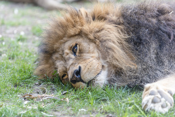 Close-up shot of the resting  lion, male