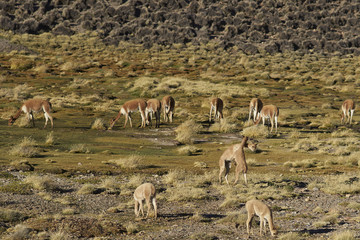 Group of adult and young vicuna (Vicugna vicugna) grazing and playing on a wetland or bofedal in Lauca National Park on the Altiplano of north east Chile.
