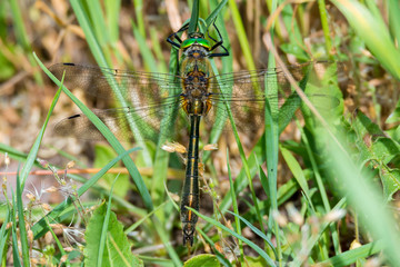 Falkenlibelle oder Gemeine Smaragdlibelle (Cordulia aenea) sitzend im Gras