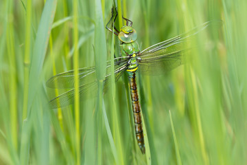 Große Königslibelle (Anax imperator) frisch geschlüpftes Männchen im Gras sitzend