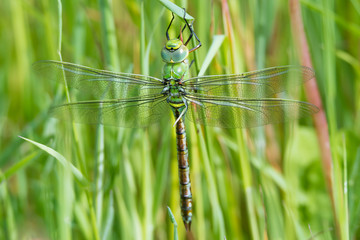 Große Königslibelle (Anax imperator) frisch geschlüpftes Männchen im Gras sitzend