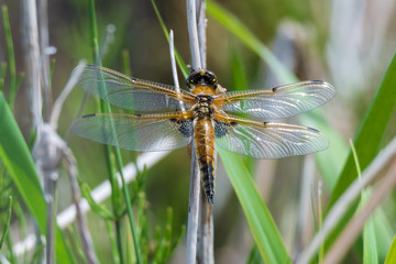 Vierfleck Libelle (Libellula quadrimaculata)