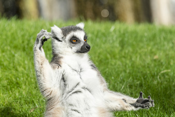 The ring-tailed lemur (catta)  is doing yoga under the sun.