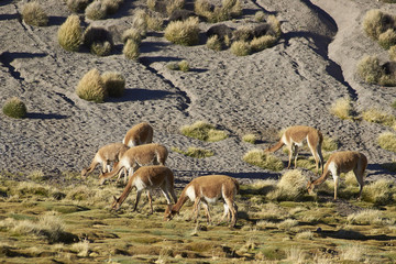 Group of adult and young vicuna (Vicugna vicugna) grazing on a wetland or bofedal in Lauca National Park on the Altiplano of north east Chile.