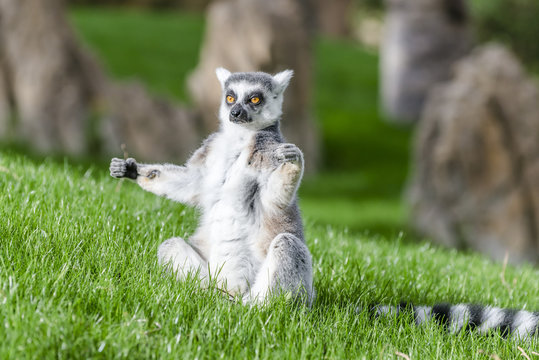 The ring-tailed lemur (catta)  is doing yoga under the sun.