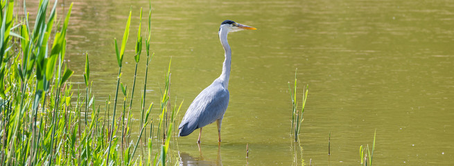 Graureiher (Ardea cinerea) steht im Teich auf der Lauer