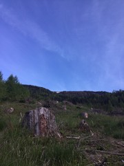 baumstumpf am gebirgshang