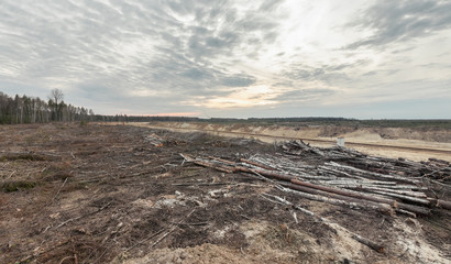 Felling forests near the sand pit