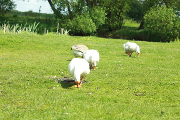 Белые гуси на зеленом лугу