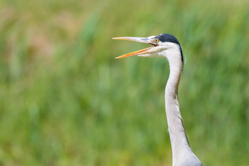 Graureiher (Ardea cinerea) öffnet seinen Schnabel