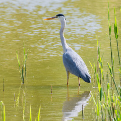 Graureiher (Ardea cinerea) steht im Teich auf der Lauer