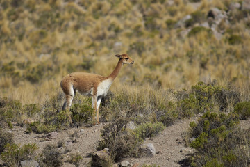 Naklejka na ściany i meble Adult vicuna (Vicugna vicugna) in Lauca National Park on the Altiplano of north east Chile.