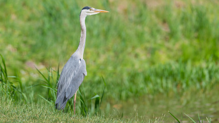 Graureiher (Ardea cinerea) steht am Ufer eines Teiches