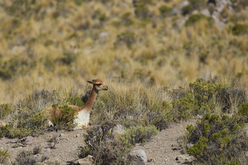 Adult vicuna (Vicugna vicugna) resting on the ground in Lauca National Park on the Altiplano of north east Chile.