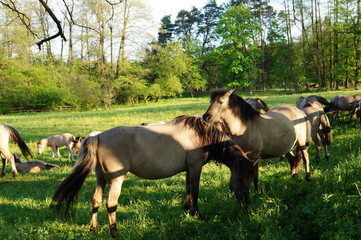 Stado koni, Tarpany © klumb