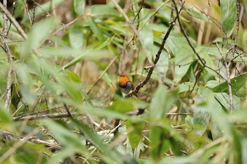 藪の中のコマドリ