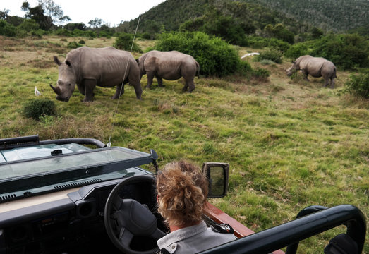 Rhino tracking