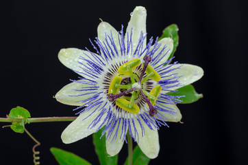 passiflora