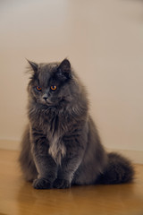 Cute long-haired grey cat with startling orange colored eyes sitting on wooden floor at home.