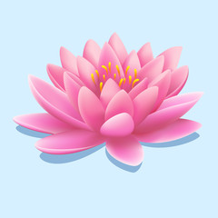 Pretty pink water lily or lotus flower